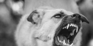 Azo Urinary Tract Defense: Powerful Natural Relief For Infections