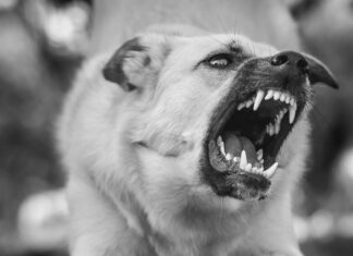 Azo Urinary Tract Defense: Powerful Natural Relief For Infections