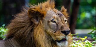 Host Defense Lion’s Mane: Unlock Powerful Brain Boosting Benefits