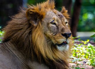 Host Defense Lion’s Mane: Unlock Powerful Brain Boosting Benefits