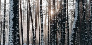 Defensive Rookie Of The Year Odds: Who Will Dominate The Field?