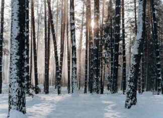 Defensive Rookie Of The Year Odds: Who Will Dominate The Field?