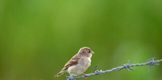 Animal Defense League Of Texas: How They Protect Our Beloved Pets