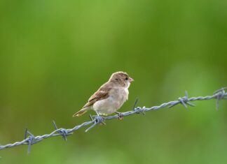 Animal Defense League Of Texas: How They Protect Our Beloved Pets