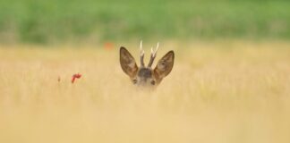 Head Of Department Of Defense: Secrets Behind The Powerful Role