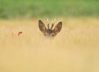 Head Of Department Of Defense: Secrets Behind The Powerful Role