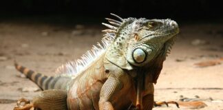 Who Is The Head Of The Department Of Defense? Discover Now!