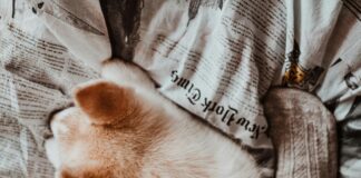 Best Pistols For Home Defense: Top Choices To Protect Your Family