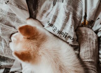 Best Pistols For Home Defense: Top Choices To Protect Your Family