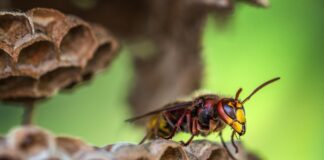 Ortho Home Defense Insect Killer: How Does It Protect Your Space?